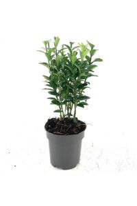 Sütun Taflan Fidanı 3 Lü Dikim( Euonymus Japonicus Green Spire ) - 3