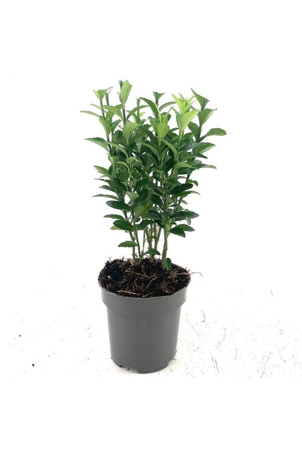 Sütun Taflan Fidanı 3 Lü Dikim( Euonymus Japonicus Green Spire ) - 3