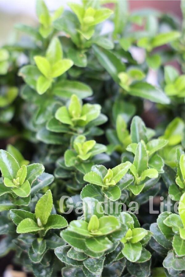 Sütun Taflan Fidanı 3 Lü Dikim( Euonymus Japonicus Green Spire ) - 4