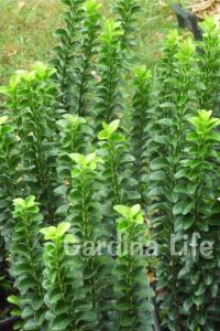 Sütun Taflan Fidanı 3 Lü Dikim( Euonymus Japonicus Green Spire ) - 5