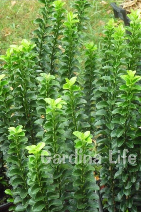 Sütun Taflan Fidanı 3 Lü Dikim( Euonymus Japonicus Green Spire ) - 5