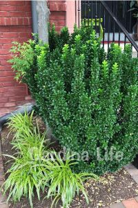 Sütun Taflan Fidanı 3 Lü Dikim( Euonymus Japonicus Green Spire ) - 6