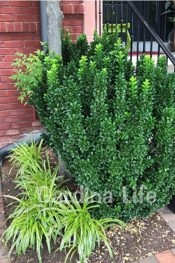 Sütun Taflan Fidanı 3 Lü Dikim( Euonymus Japonicus Green Spire ) - 6
