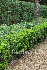 Sütun Taflan Fidanı 3 Lü Dikim( Euonymus Japonicus Green Spire ) - 7