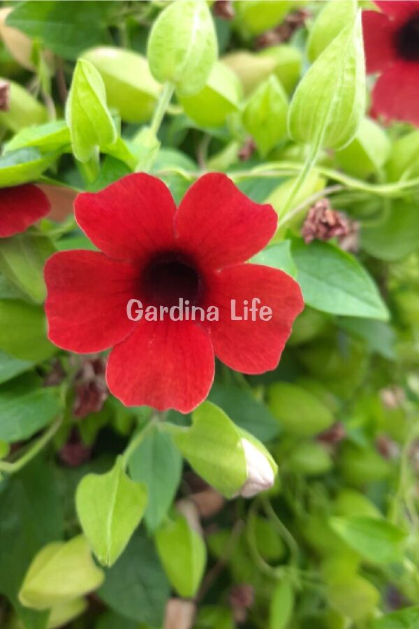 Suzan Sarmaşığı Fidesi Cherry 1 Adet ( Thunbergia alata ) 480497, one size - 