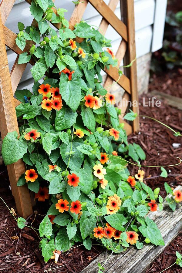 Suzan Sarmaşığı Fidesi Glow 1 Adet ( Thunbergia alata ) 480505, one size - 