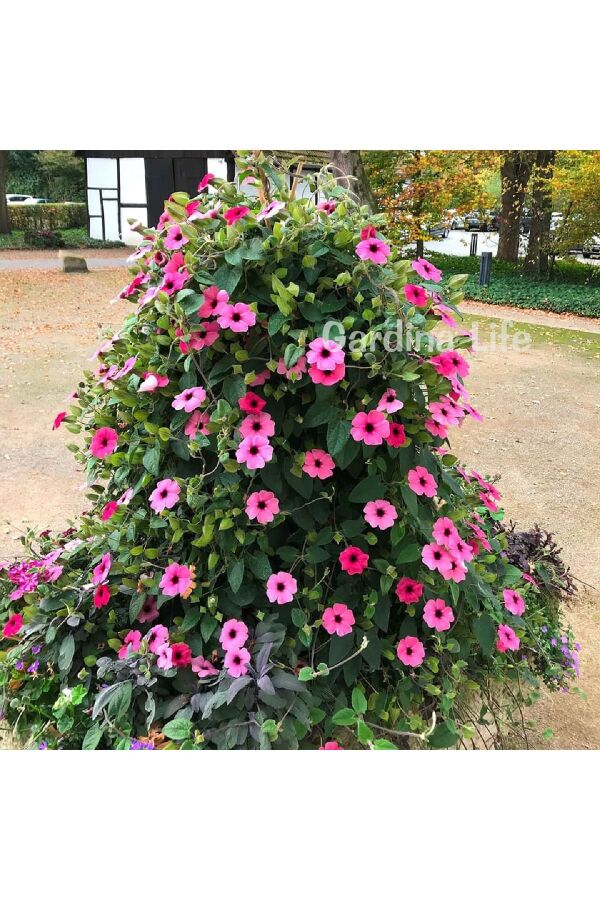 Suzan Sarmaşığı Fidesi Rose Sensation 1 Adet ( Thunbergia alata ) 480514, one size - 