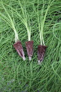 Taze Soğan Fidesi 20 Adet - 2