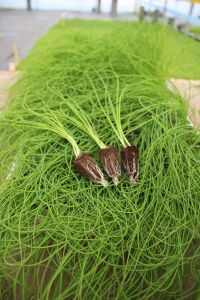 Taze Soğan Fidesi 20 Adet - 3