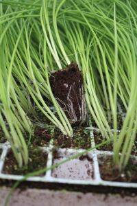 Taze Soğan Fidesi 20 Adet - 4