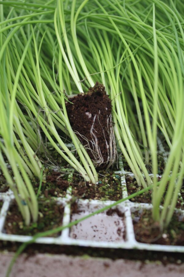 Taze Soğan Fidesi 20 Adet - 4