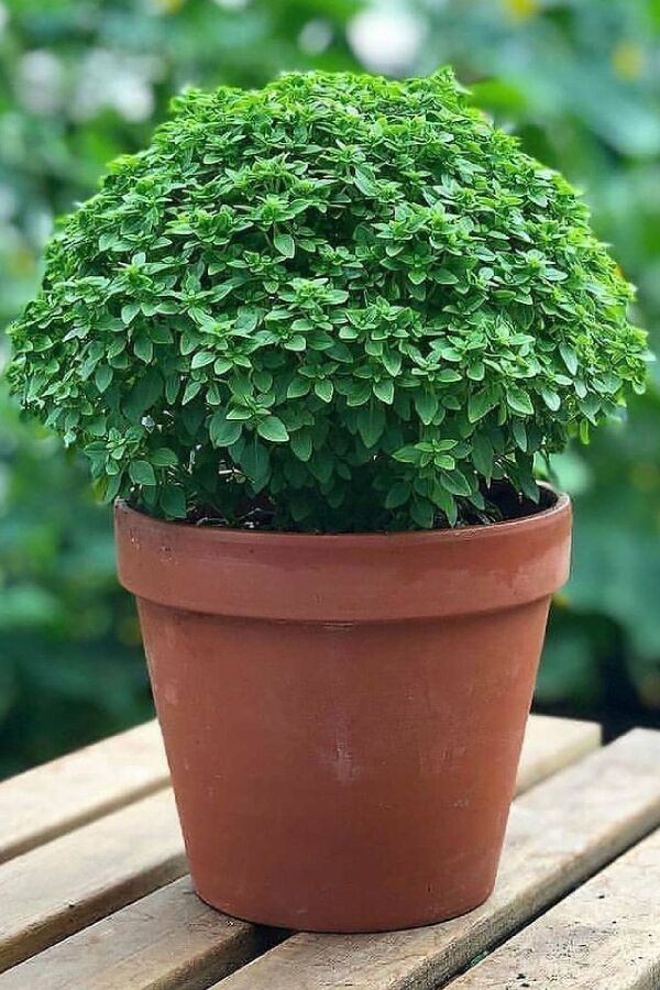 Top Fesleğen - Reyhan Tohumu 800 Tohum - 