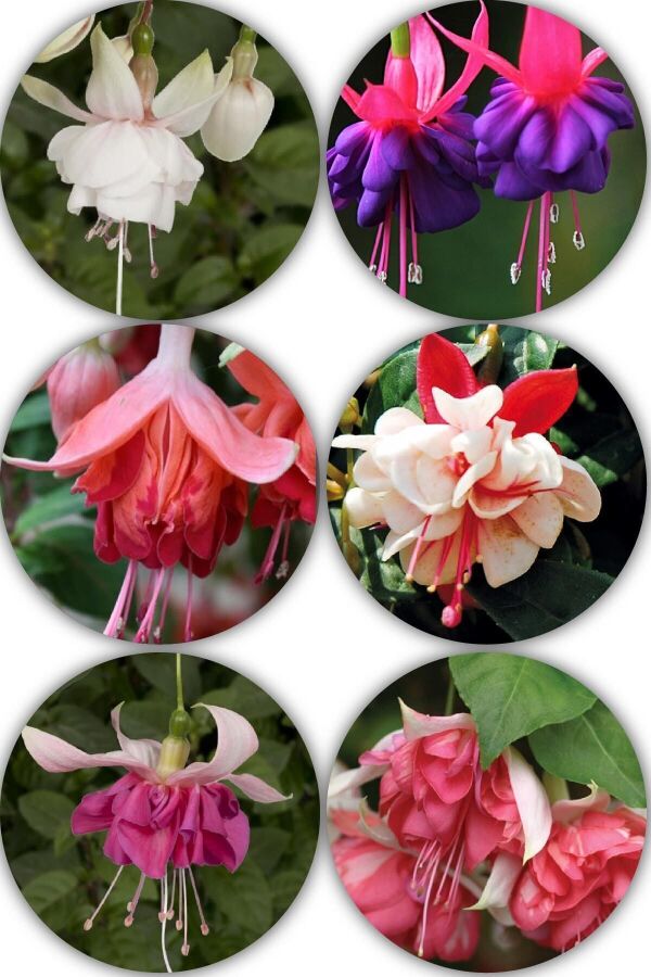 Xxl Küpe Çiçeği Fidesi Karışık Renk 4 Adet Sarkan Cins - 