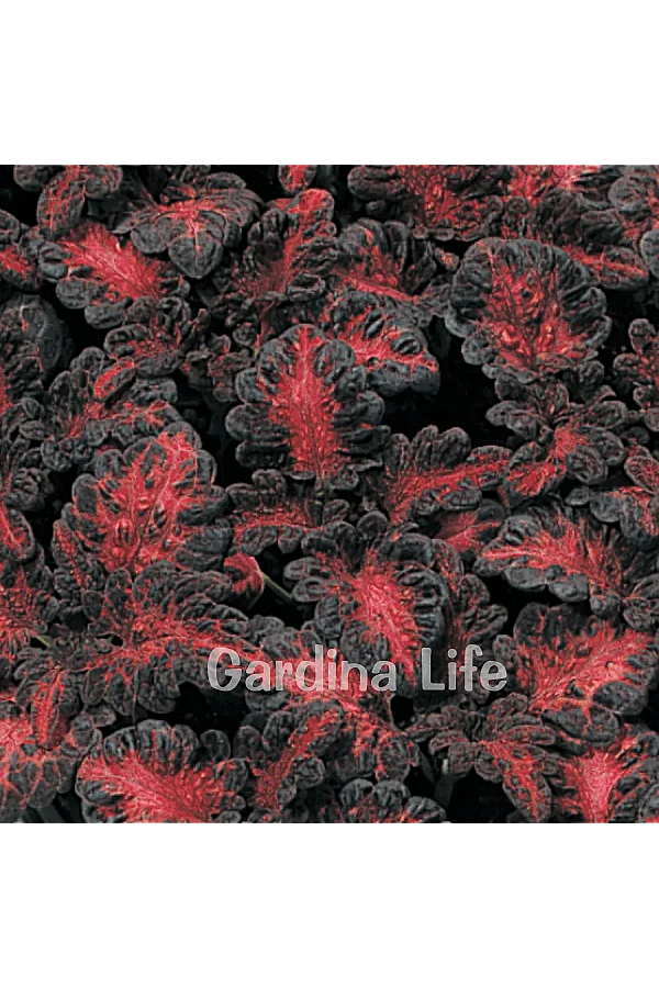 Yaprak Güzeli Fidesi Coleus Black Dragon 10 Adet