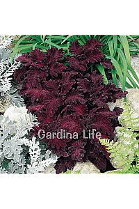Yaprak Güzeli Fidesi Coleus Black Dragon 10 Adet - 2