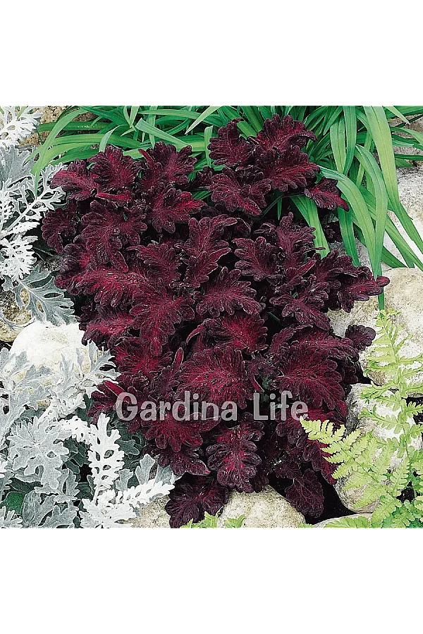 Yaprak Güzeli Fidesi Coleus Black Dragon 10 Adet - 2