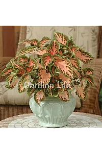 Yaprak Güzeli Fidesi Coleus Coral Sunsire 10 Adet - 1