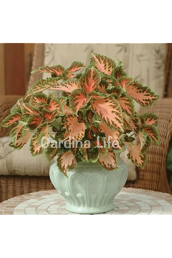 Yaprak Güzeli Fidesi Coleus Coral Sunsire 10 Adet