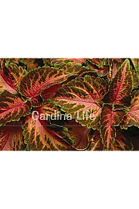 Yaprak Güzeli Fidesi Coleus Coral Sunsire 10 Adet - 2