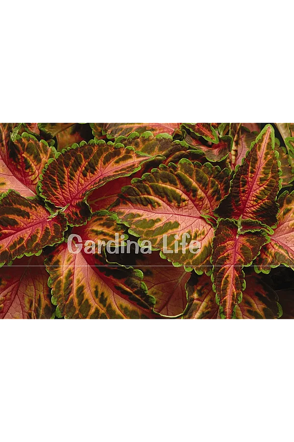 Yaprak Güzeli Fidesi Coleus Coral Sunsire 10 Adet - 2