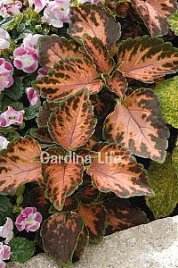 Yaprak Güzeli Fidesi Coleus Coral Sunsire 10 Adet - 3