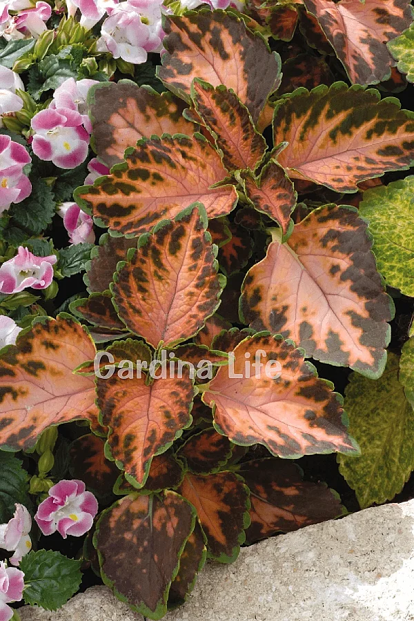 Yaprak Güzeli Fidesi Coleus Coral Sunsire 10 Adet - 3