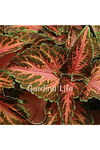 Yaprak Güzeli Fidesi Coleus Coral Sunsire 10 Adet - 4