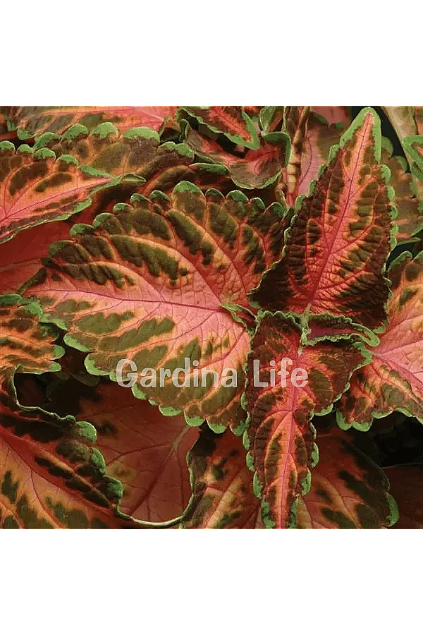 Yaprak Güzeli Fidesi Coleus Coral Sunsire 10 Adet - 4