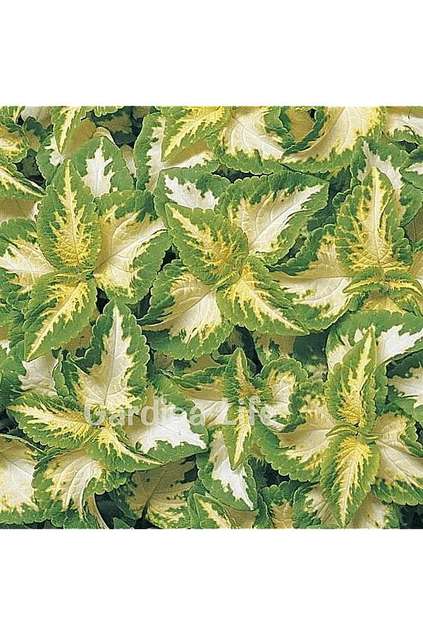 Yaprak Güzeli Fidesi Coleus Jade 10 Adet