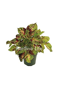Yaprak Güzeli Fidesi Coleus Mosaic 10 Adet - 2