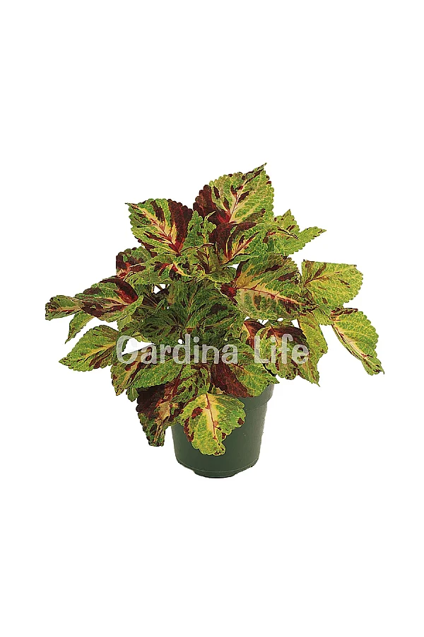 Yaprak Güzeli Fidesi Coleus Mosaic 10 Adet - 2