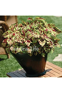 Yaprak Güzeli Fidesi Coleus Mosaic 10 Adet - 3