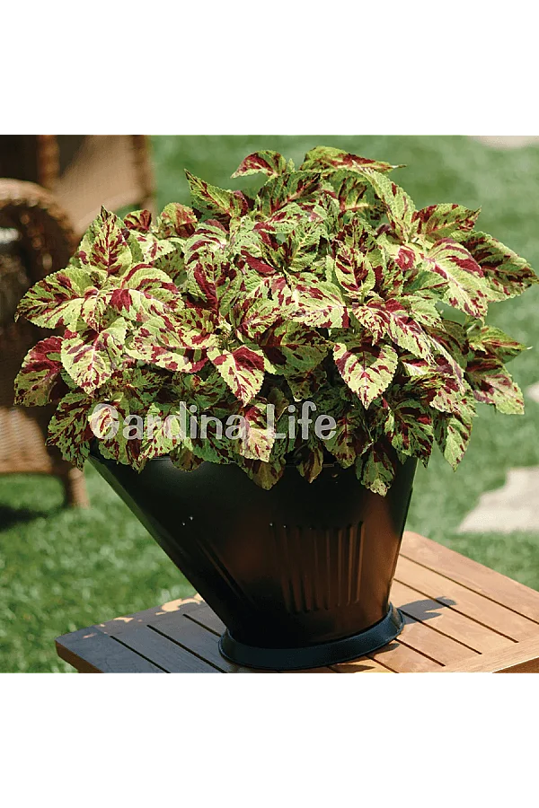 Yaprak Güzeli Fidesi Coleus Mosaic 10 Adet - 3