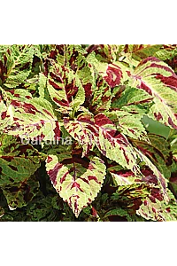 Yaprak Güzeli Fidesi Coleus Mosaic 10 Adet - 1