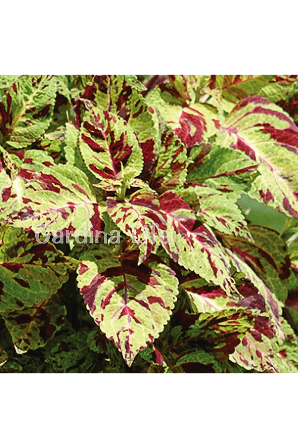 Yaprak Güzeli Fidesi Coleus Mosaic 10 Adet