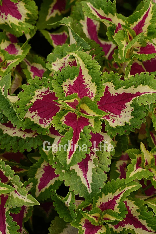 Yaprak Güzeli Fidesi Coleus Rose 10 Adet