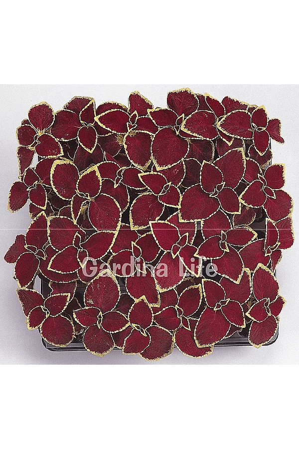 Yaprak Güzeli Fidesi Coleus Scarlet 10 Adet