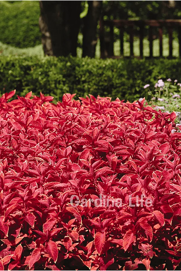 Yaprak Güzeli Fidesi Coleus Sunset 10 Adet