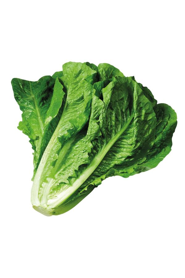 Yedikule Marul Fidesi 20 Adet - Gardina