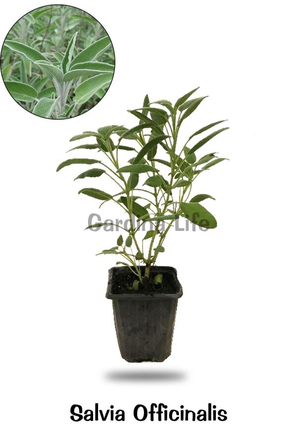 Yeşil Anadolu Adaçayı Fidanı ( Salvia Officinalis ) 1 Adet - Gardina