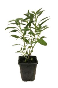 Yeşil Anadolu Adaçayı Fidanı ( Salvia Officinalis )  - 2