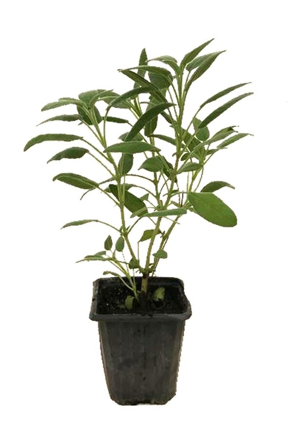 Yeşil Anadolu Adaçayı Fidanı ( Salvia Officinalis )  - 2