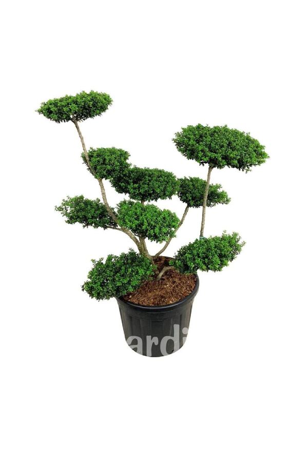 Yeşil Çoban Püskülü Fidanı ( Ilex Crenata Convexa ) - Gardina