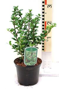 Yeşil Çoban Püskülü Fidanı ( Ilex Crenata Convexa ) - 2