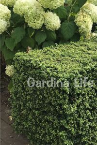 Yeşil Çoban Püskülü Fidanı ( Ilex Crenata Convexa ) - 3