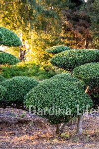 Yeşil Çoban Püskülü Fidanı ( Ilex Crenata Convexa ) - 4