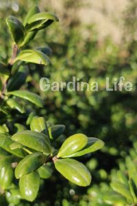 Yeşil Çoban Püskülü Fidanı ( Ilex Crenata Convexa ) - 5