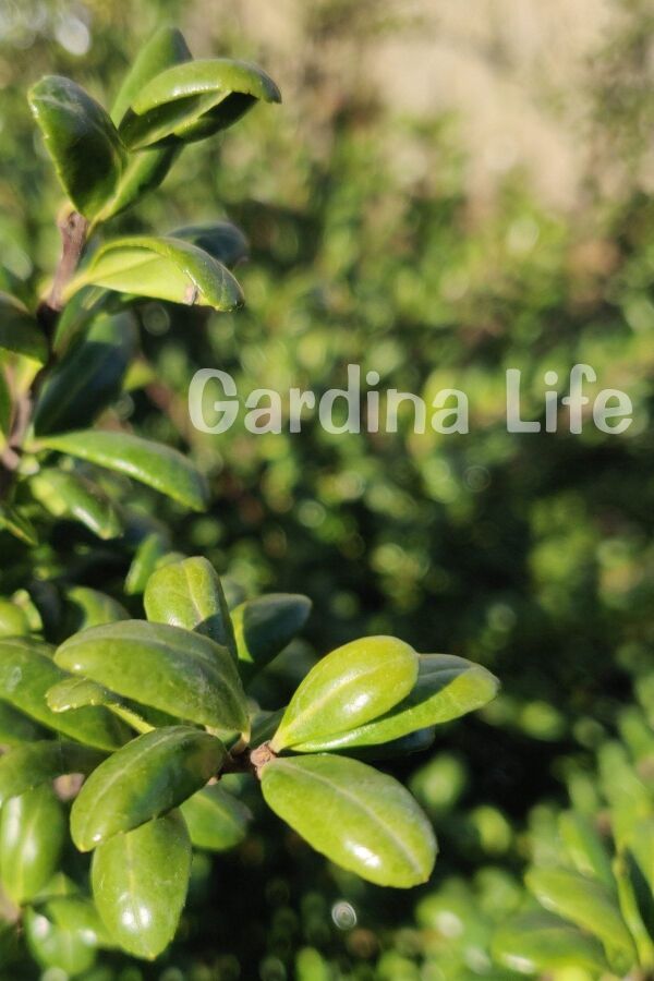 Yeşil Çoban Püskülü Fidanı ( Ilex Crenata Convexa ) - 5