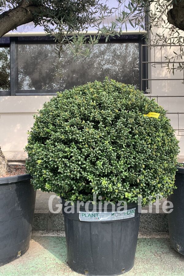 Yeşil Çoban Püskülü Fidanı ( Ilex Crenata Convexa ) - 6
