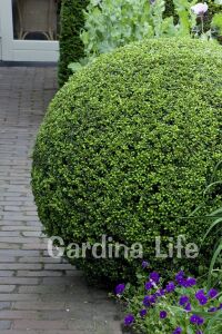 Yeşil Çoban Püskülü Fidanı ( Ilex Crenata Convexa ) - 7